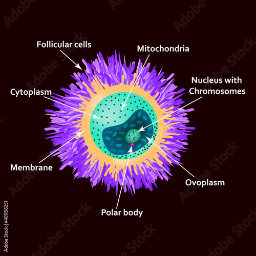 The structure of the egg. Ovum anatomy. Vector illustration on isolated background