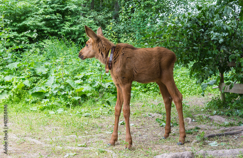 view of the moose calves walking in the nursery, the photo was taken in the forest on a cloudy day,