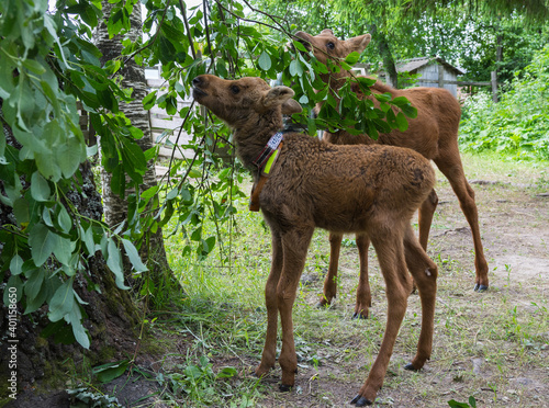 view of the moose calves walking in the nursery  the photo was taken in the forest on a cloudy day 