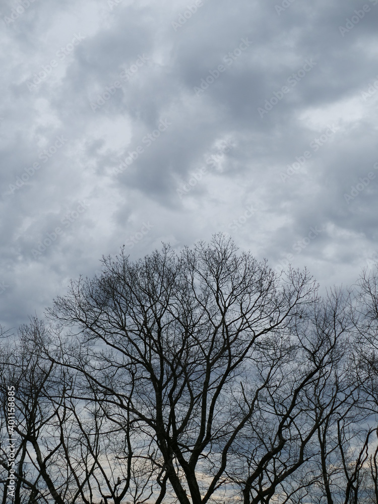 Silhouette trees against a cloudy gray overcast sky Silhouette trees against a cloudy gray overcast sky