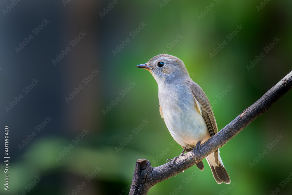 Red-throated Flycatcher on branch on green background.
