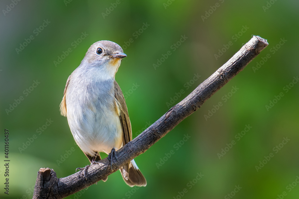Red-throated Flycatcher on branch on green background. Red-throated Flycatcher on branch on green background.