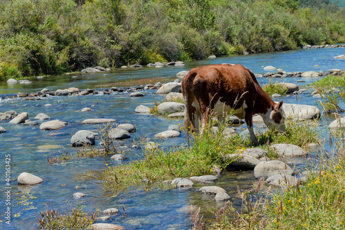 cow on the river