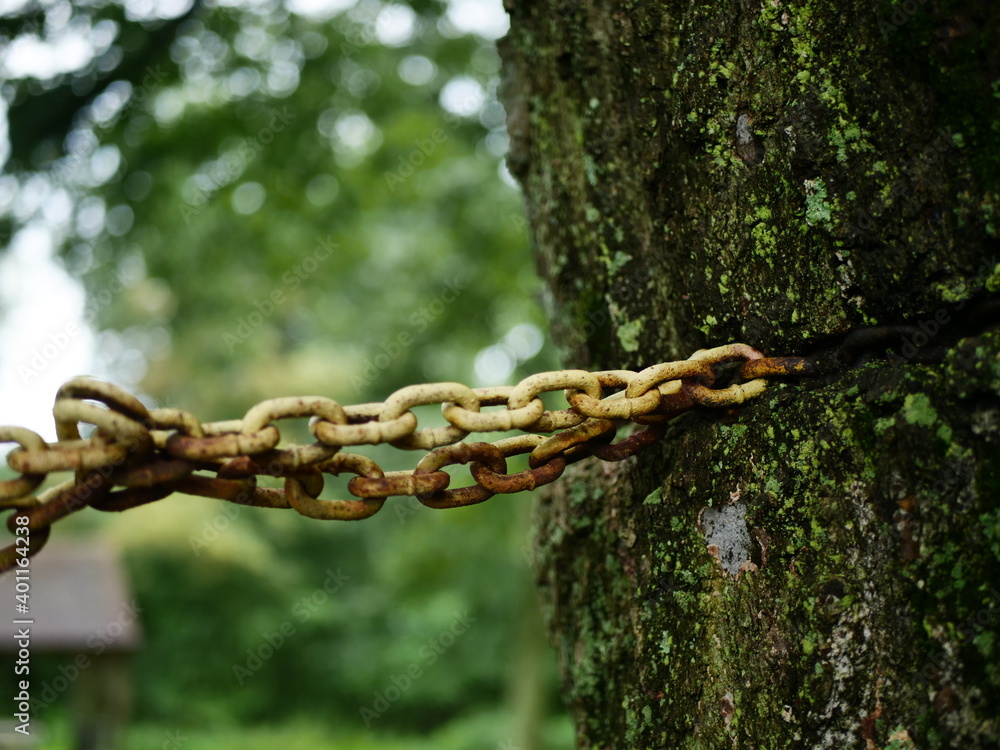 Old yellow chain around old tree with green moss Old yellow chain around old tree with green moss
