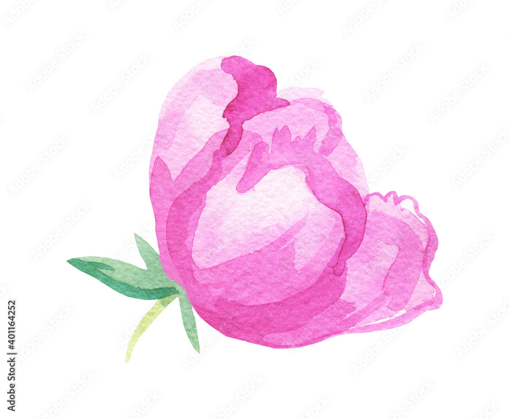 Watercolor delicate pink Peony on white isolated background.Botanical illustration of hand drawn flowers.Designs for weddings,valentine's day,mother's day,invitations,cards,social media,packaging. Watercolor delicate pink Peony on white isolated background.Botanical illustration of hand drawn flowers.Designs for weddings,valentine's day,mother's day,invitations,cards,social media,packaging.
