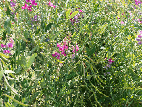 Pois de senteur ou gesse à larges feuilles, Lathyrus latifolius. Plante grimpante aux grappes de fleurs papilionacées rose magenta sur tiges ailées, feuilles vert mat, boutons floraux rose-verdâtre photo