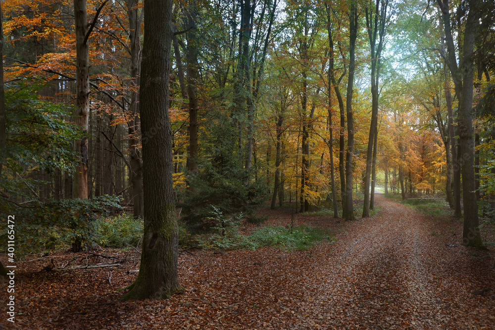 Obraz premium Waldweg