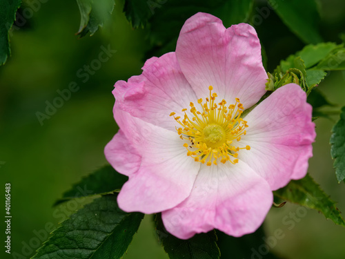 Hecken-Rose © JuergenL