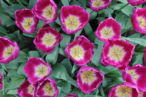 Wallpaper Mural Pink tulips close up in Keukenhof garden Torontodigital.ca