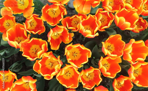 Orange Tulips close up  in keukenhof garden 