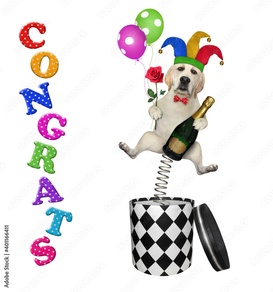 A dog comic in a jester hat with balloons is jumping out of a round gift box. Congrats. White background. Isolated.