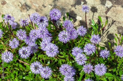 Globularia cordifolia a spring summer flowering plant with a blue purple summertime  flower commonly known as  Heart leaved glob daisy stock photo image photo