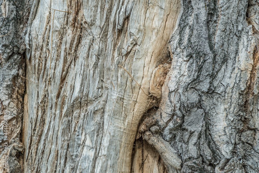 Hole in the bark of a tree close up. Tree trunk with hollow. Tree bark texture background. Dark Hollow Of Old Birch Tree Close-Up. Birch Texture Background. Damage To The Bark Of a wood