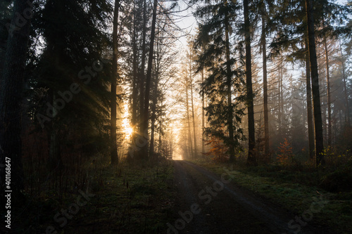 Light mood in the morning mist at sunrise in the forest