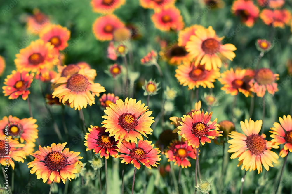 Coriopsis flowers. Lush blooming red variegated daisies on a natural background. Coriopsis flowers. Lush blooming red variegated daisies on a natural background.