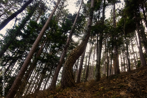 curved tree while hiking in a forest and mountains