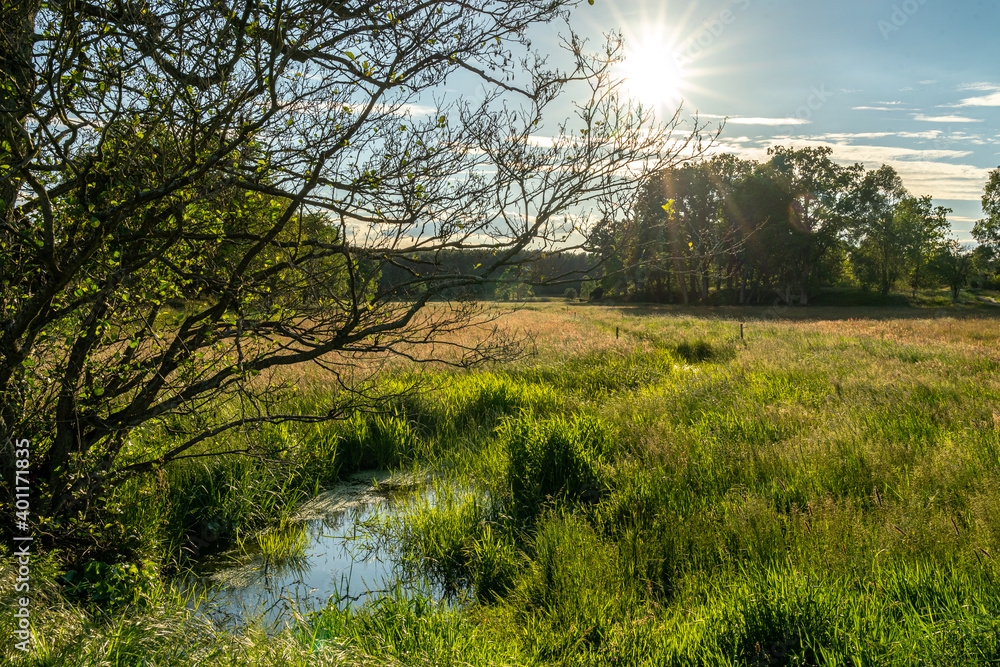 beautiful hillside landscape in the nature preservation area of the lueneburger heide