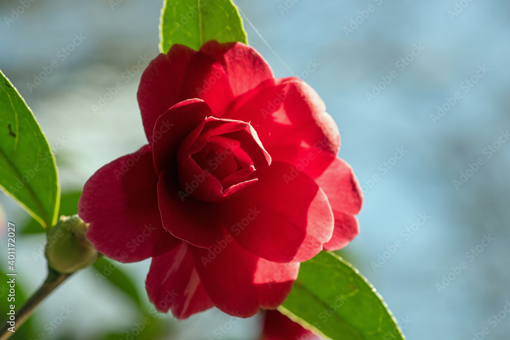 Red Camellia Red Camellia