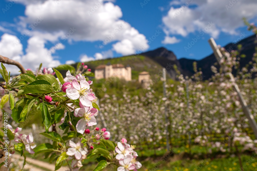 Meli in fiore nella Val di Non Meli in fiore nella Val di Non