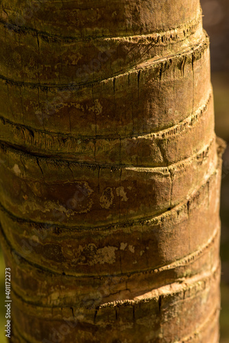 Palm bark