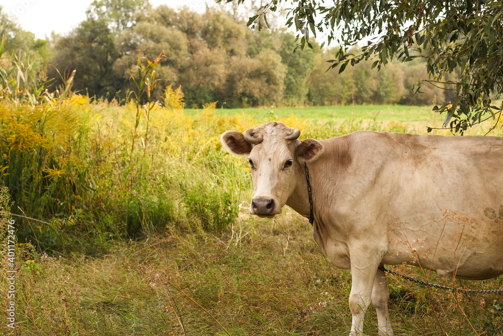 A beige cow grazes in a summer pasture. Closeup. Horizontal format