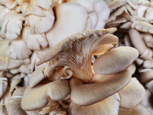Oyster mushroom. Mushrooms in the greengrocer. Edible mushrooms.