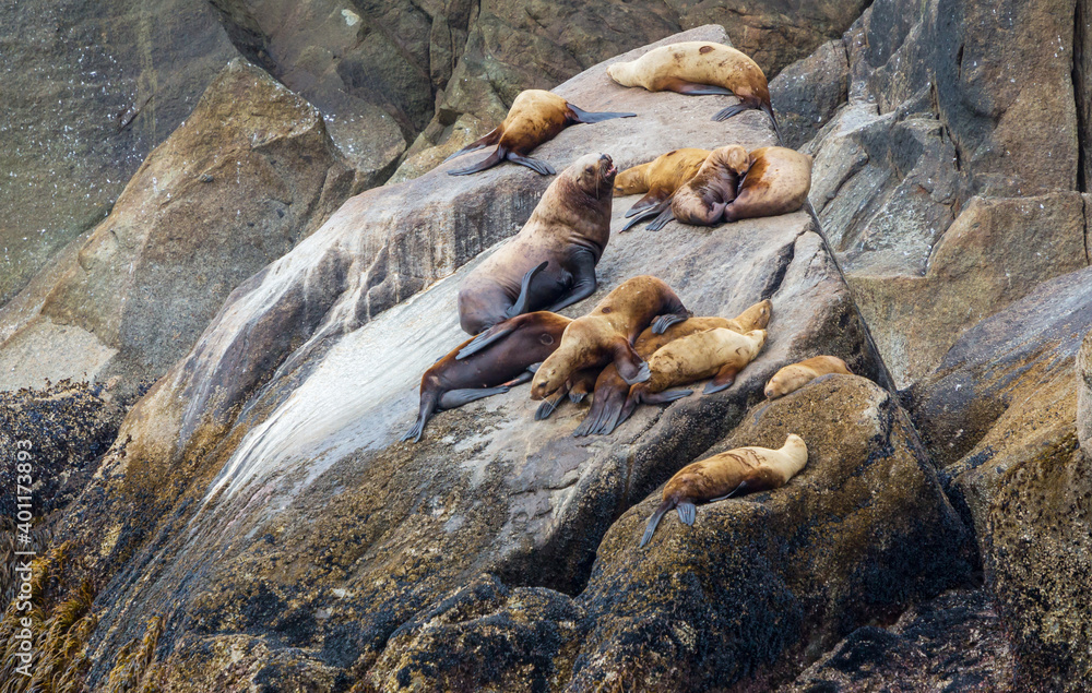 Seal Seal