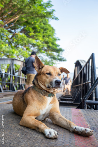 A brown dog sleeps on a bridge made of steel.
