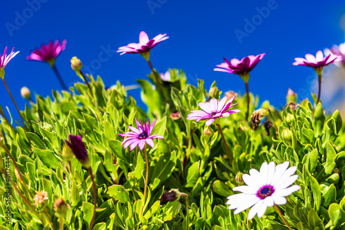 African daisies and blue sky.