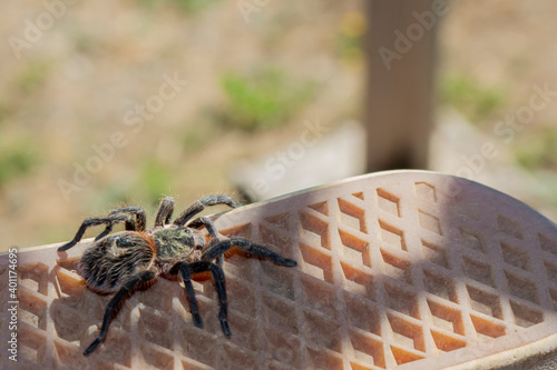 
 tarantula on the sole of the shoe