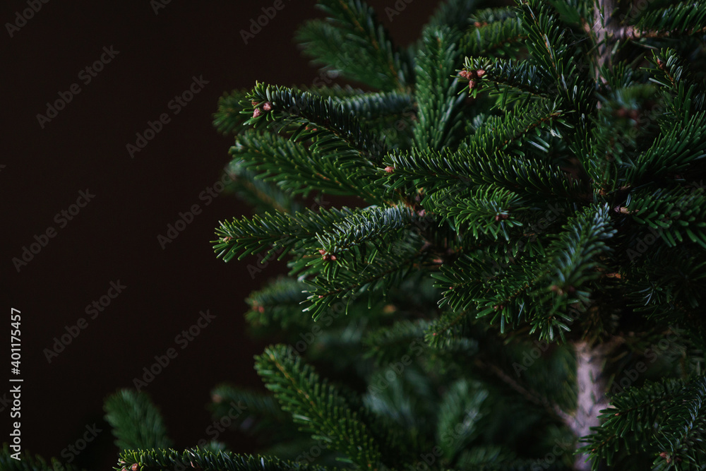 Christmas tree without decorations close-up