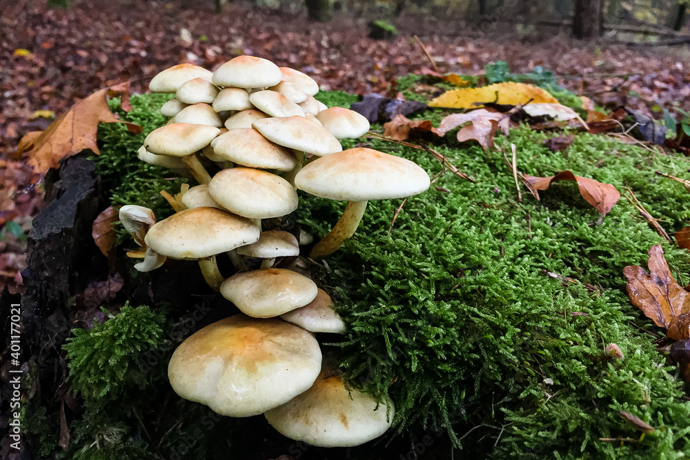 Herbstimpressionen: Hallimasch an einem bemoosten Baumstumpf in einem Herbstwald Herbstimpressionen: Hallimasch an einem bemoosten Baumstumpf in einem Herbstwald