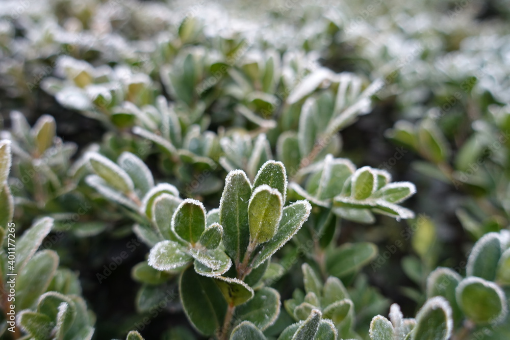 Closeup of leaves of common boxwood covered with hoarfrost in November Closeup of leaves of common boxwood covered with hoarfrost in November