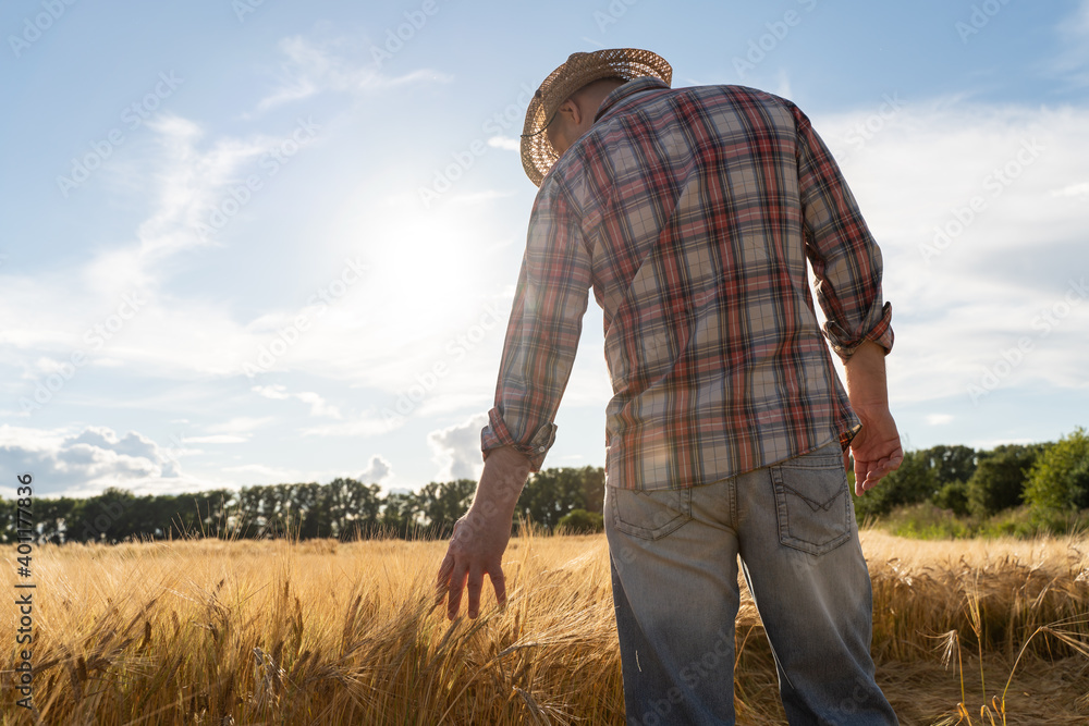 The farmer checks the wheat harvest. The concept of a rich harvest in an agricultural field