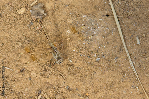A dragonfly species Kunkilling Forest Reserve, Gambia. © tonymills