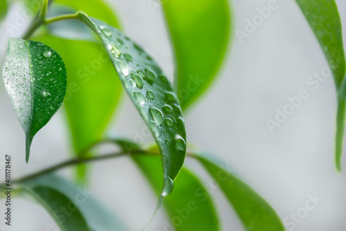 Tea leaf with dew drops