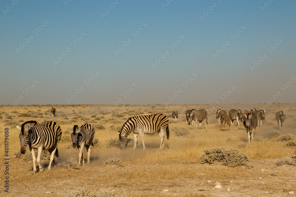 Zebraherde Zebraherde