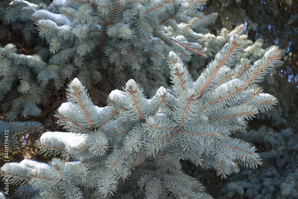 Glaucous foliage of blue spruce covered with snow in February Glaucous foliage of blue spruce covered with snow in February