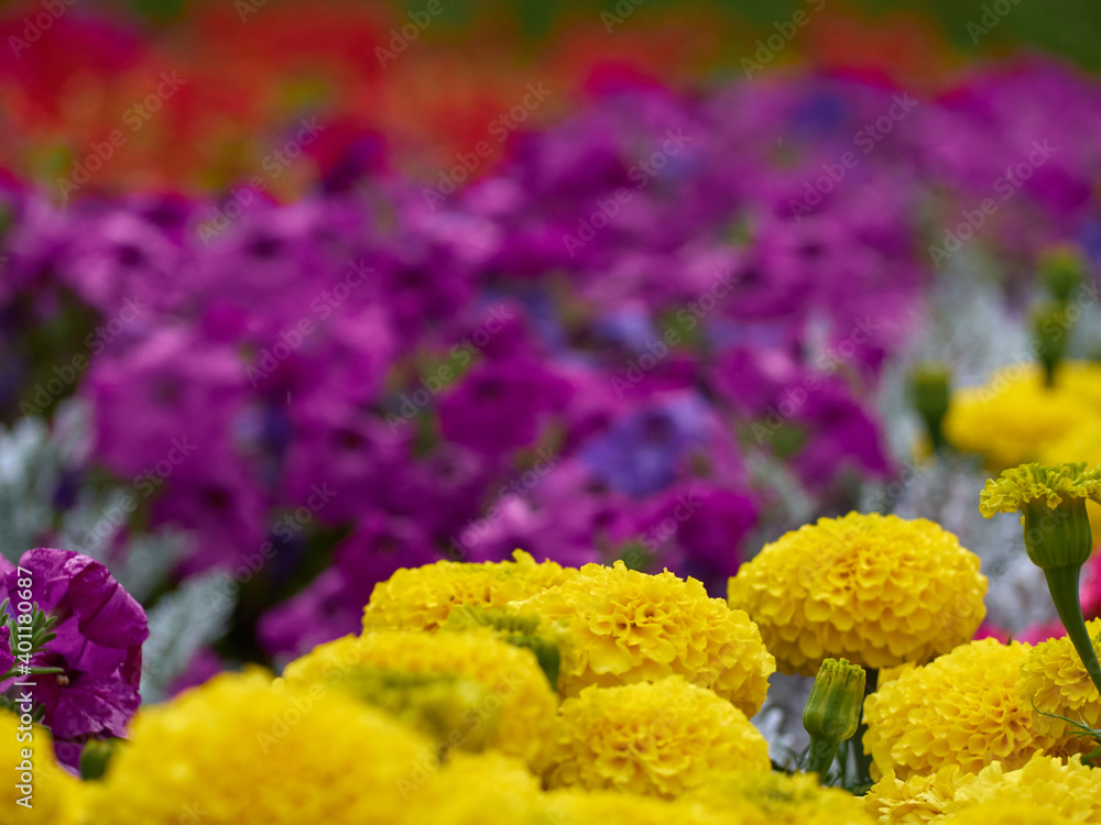 Obraz premium Flower bed with bright flowers