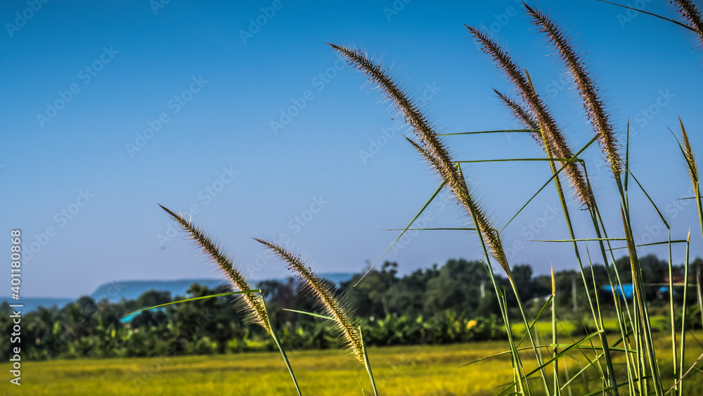 Obraz premium wild grasses close up harvest yellow field background