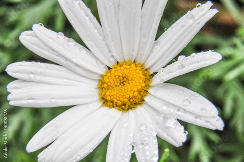 roses and daisy rain