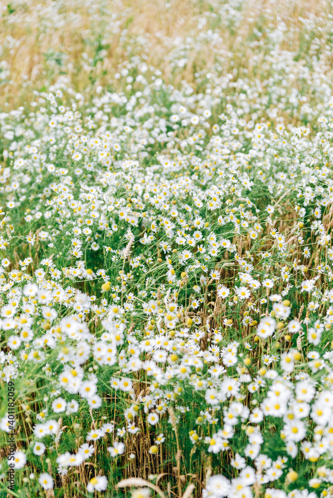 Large field with white daisies in summer