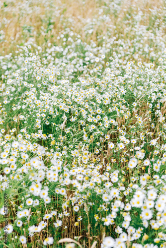 Large field with white daisies in summer