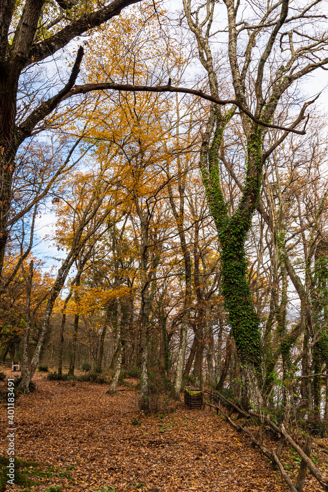 View of autumn trees in italian woods