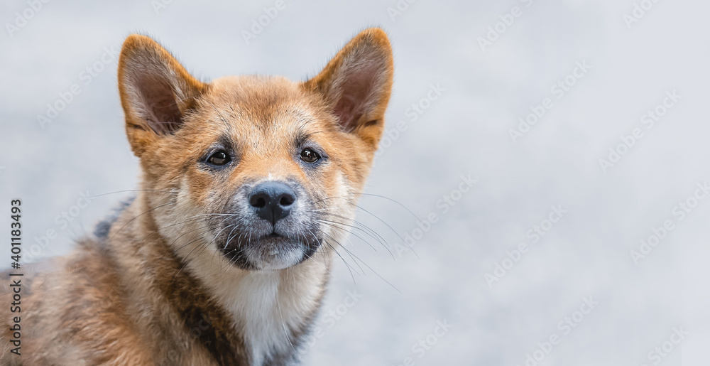 Shiba Inu Welpe Hund Portrait