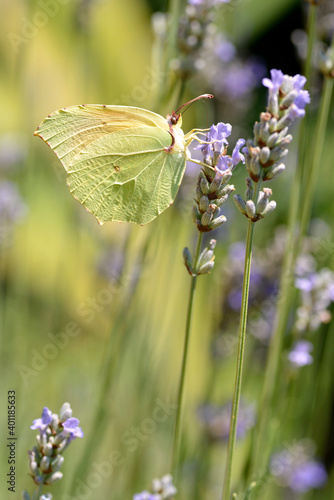 Macro of male Cleopatra butterfly (Gonepteryx cleopatra) feeding on lavender flower viewed of profile