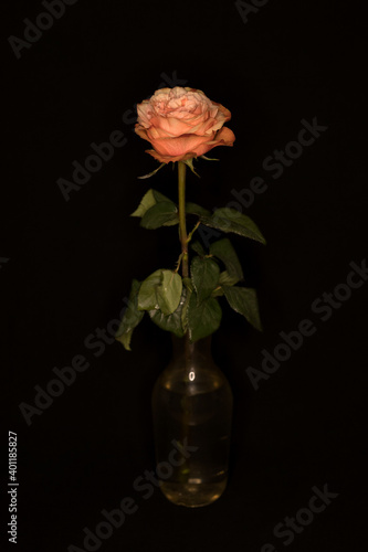 Rose on a black background