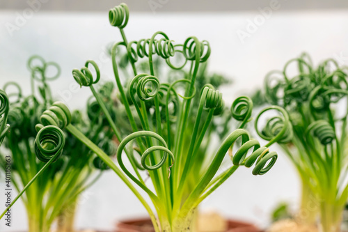 Albuca spiralis, commonly called the corkscrew albuca. The plant is recognizable by its distinctive leaves, which are narrow, spiral tipped with glandular hairs. It can be used as a houseplant.