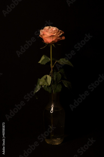 Rose on a black background