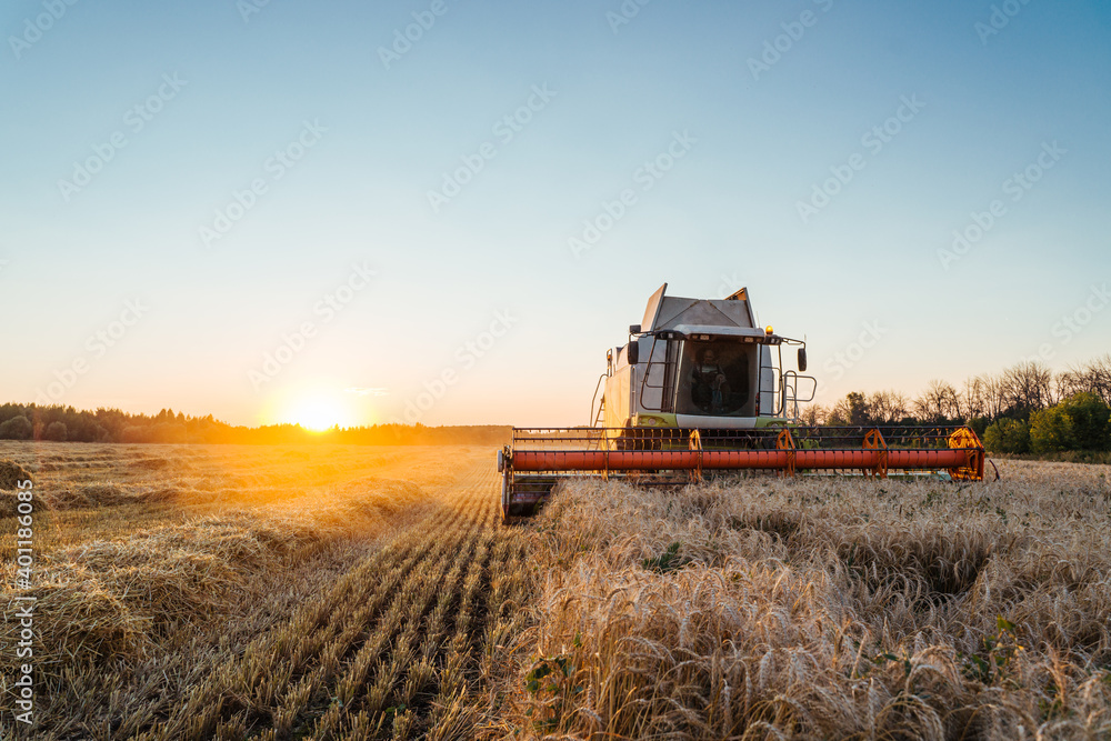 Fototapeta premium Combine harvester harvests ripe wheat. Concept of a rich harvest. Agriculture image